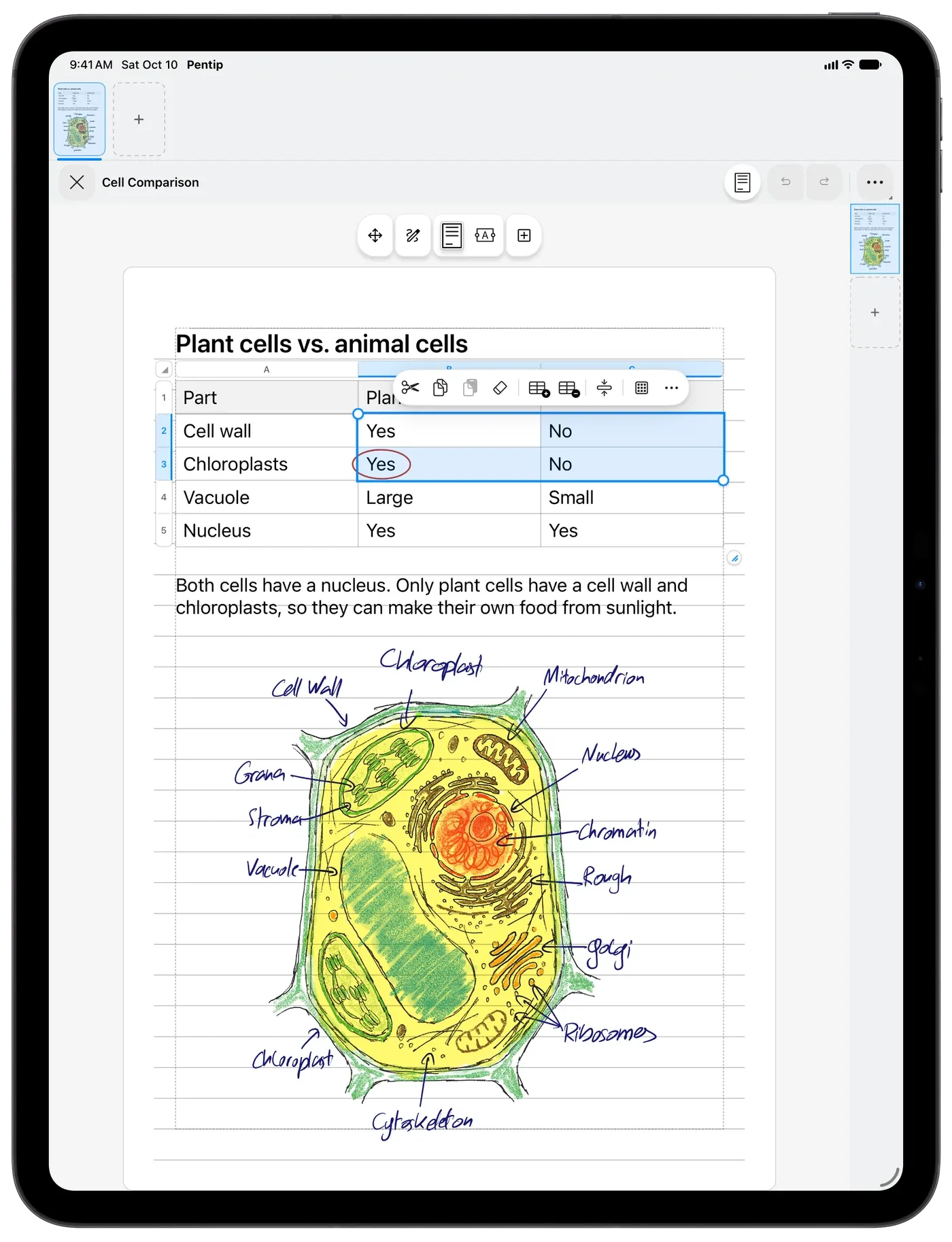 Typed notes in Pentip comparing plant and animal cells in a table, above a hand-drawn, labelled cell.