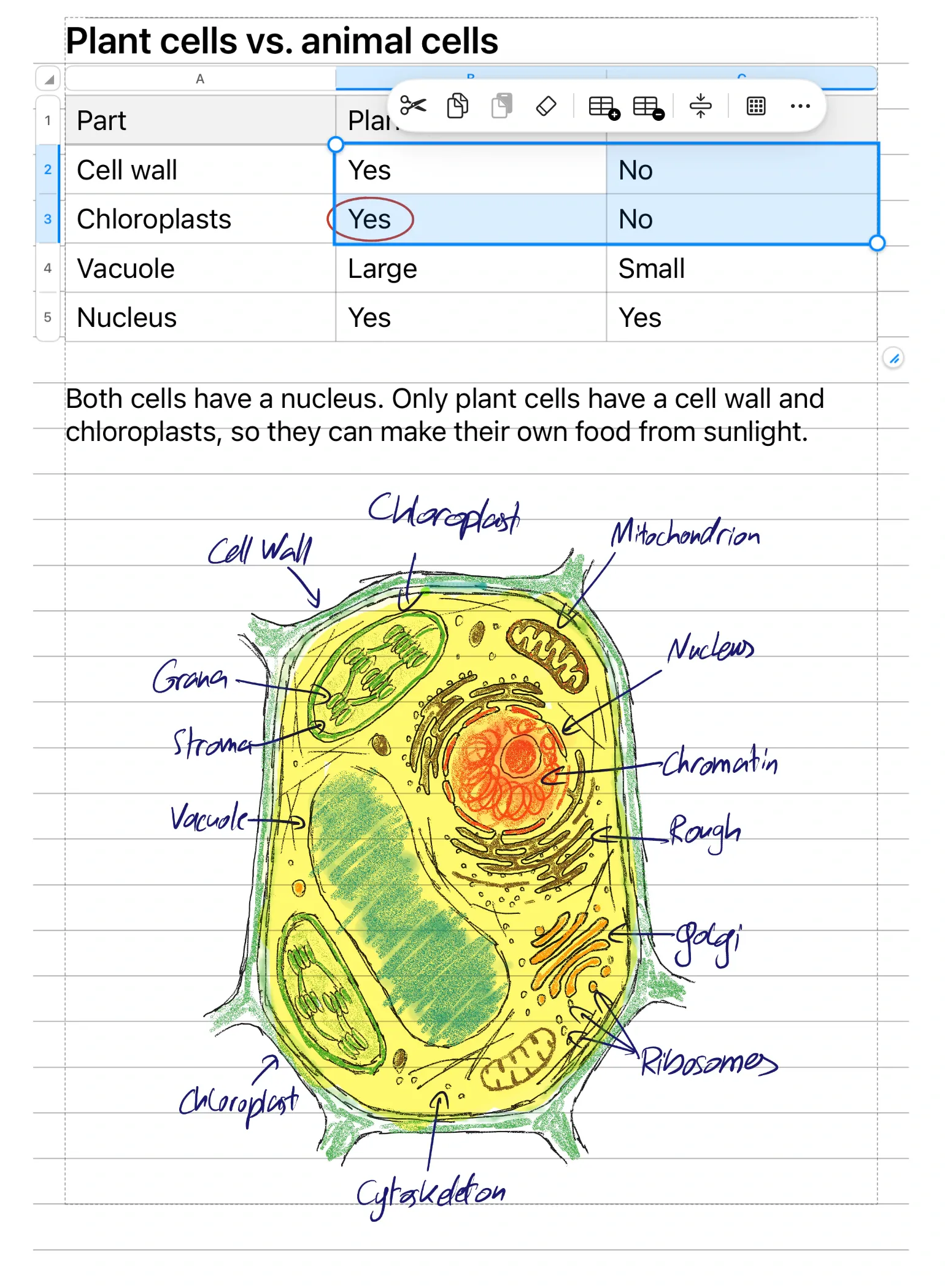 Getypte notities in Pentip die planten- en dierencellen vergelijken in een tabel, boven een getekende cel met labels.
